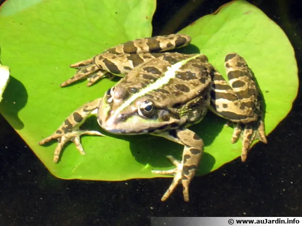 Grenouille verte sur une feuille