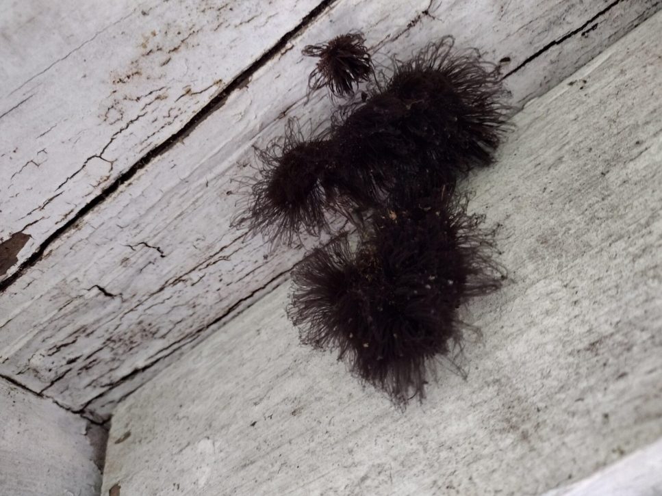 Formation étrange dans un coin de chambre