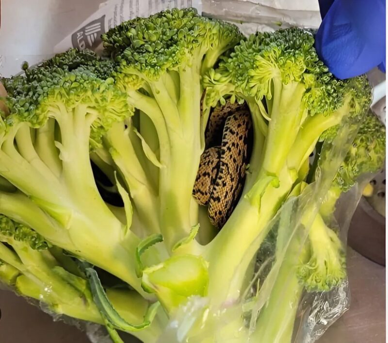 Serpent dans une boîte