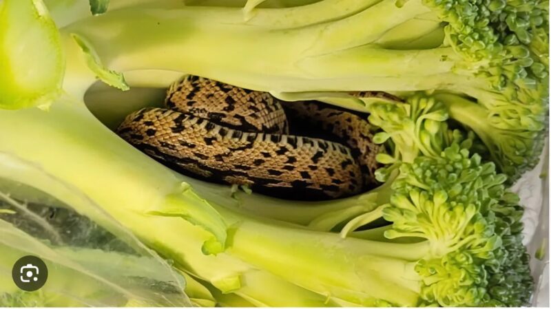 Brocoli contenant un serpent