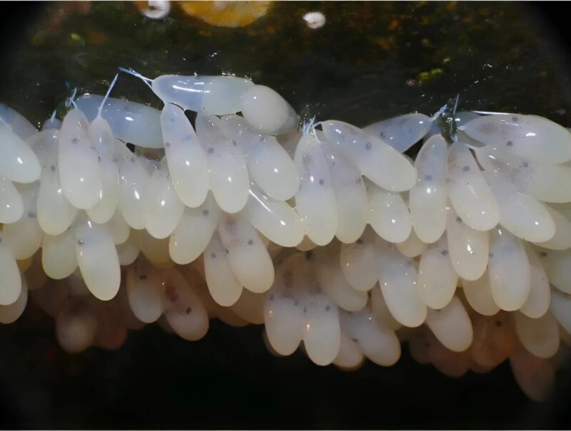 Grotte marine abritant un nid de pieuvre