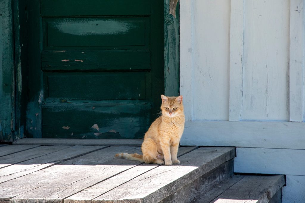 Chat assis devant une porte d'entrée