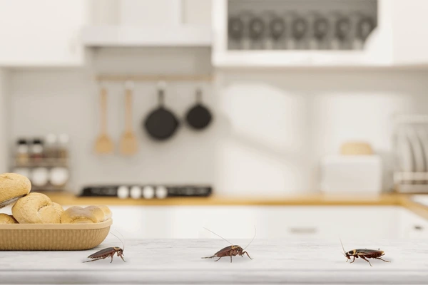 Trois cafards sur le sol d'une cuisine