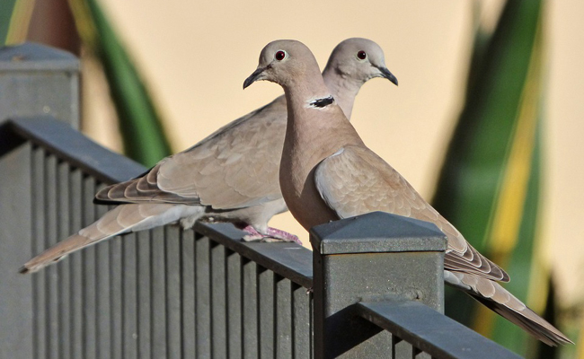Tourterelle dans un jardin ensoleillé