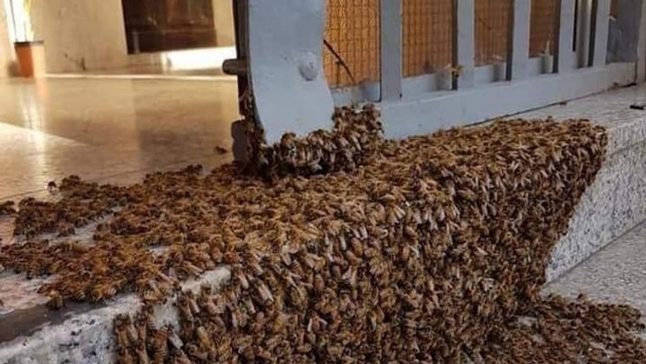 Essaim d'abeilles en pause migratoire