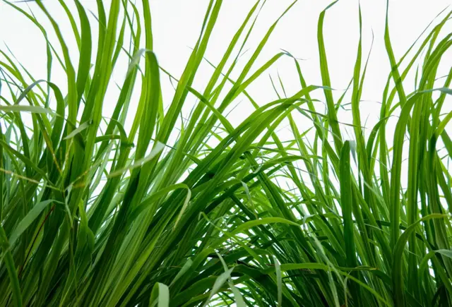 Différents produits naturels pour l'entretien de la salle de bain