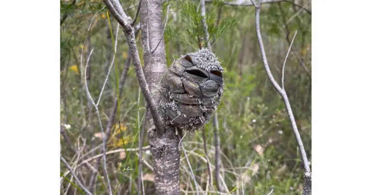 Gousse de banksia ressemblant à un oiseau