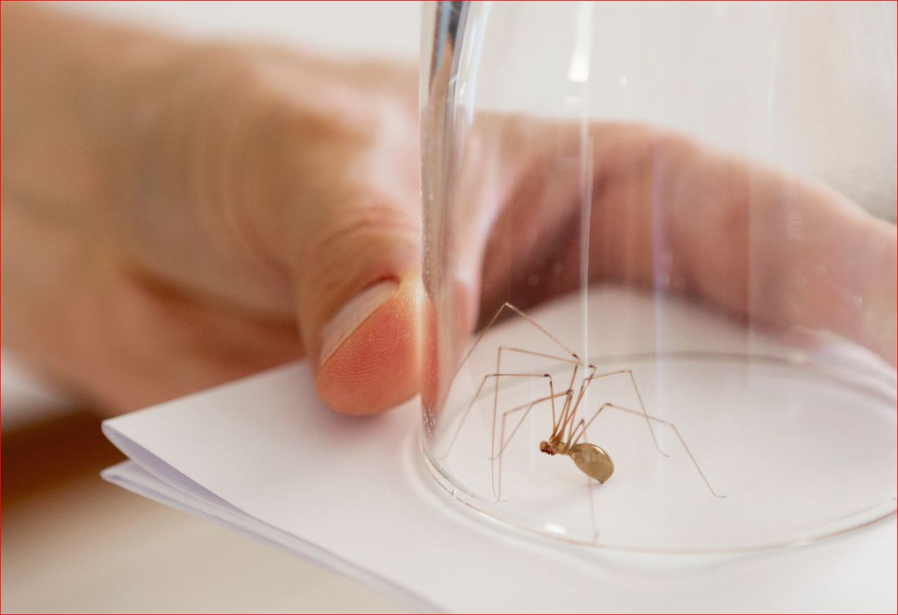 Conseils pour un habitat sans araignées