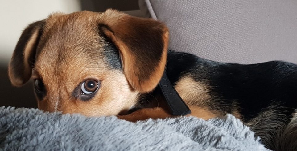 Louna montrant les dents pour protéger le bébé