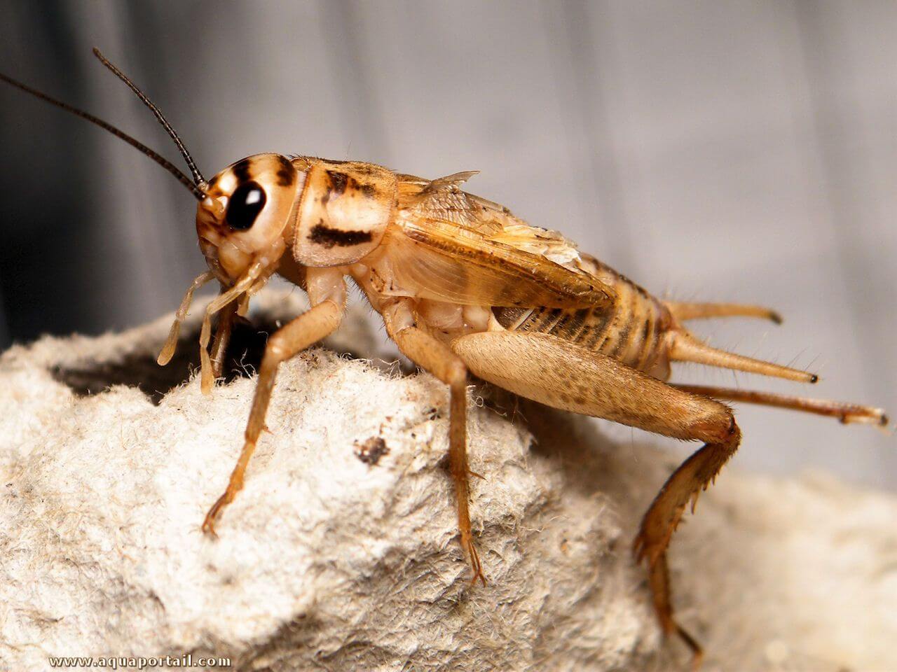 Grillon domestique posé sur une surface naturelle