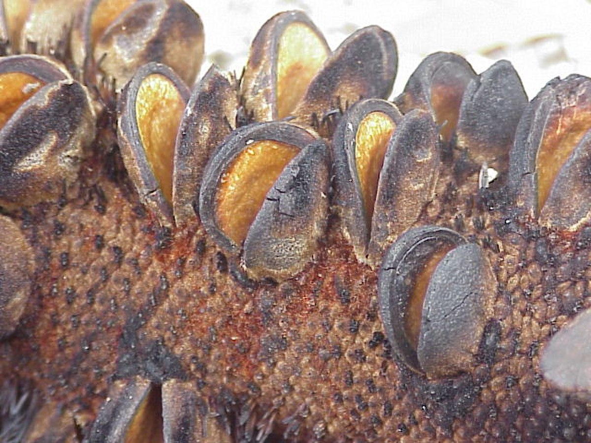 Gousses de banksia sur l'arbre