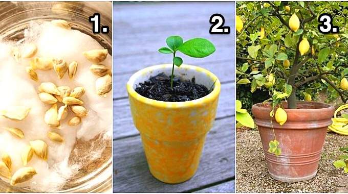 Tutoriel illustré pour cultiver un citronnier en intérieur