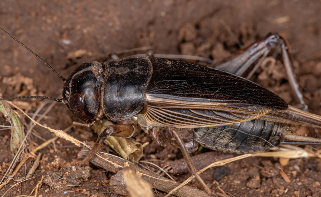 Élevage de grillons en captivité