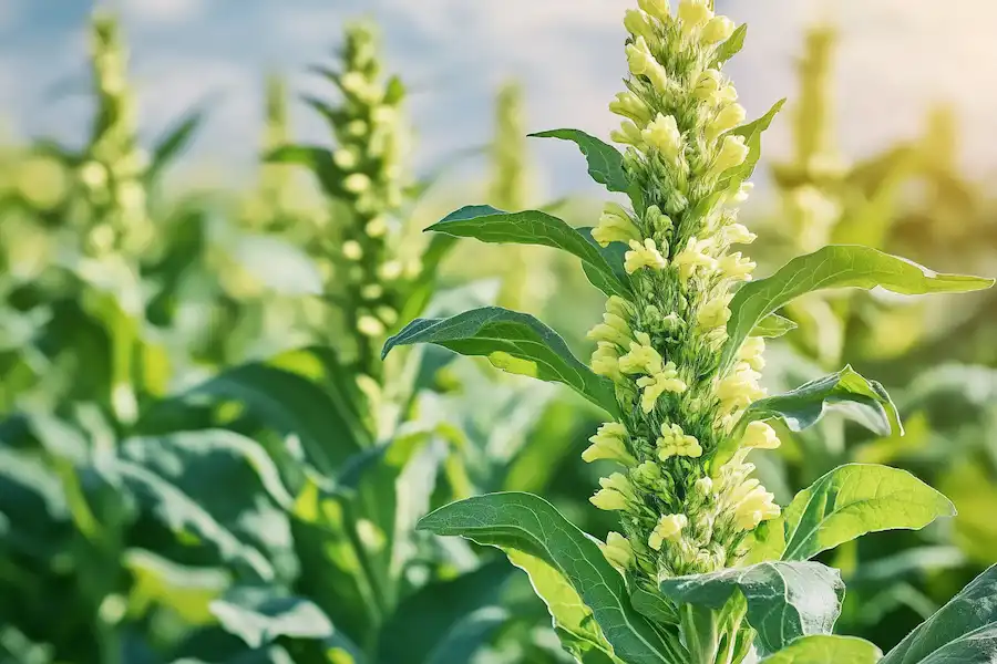 Plante de molène en pot