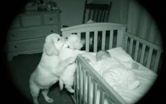 Bébé et chiot dormant paisiblement côte à côte dans un berceau