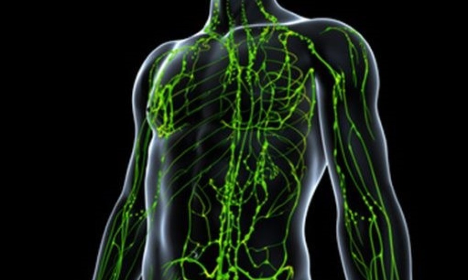 Illustration du système lymphatique