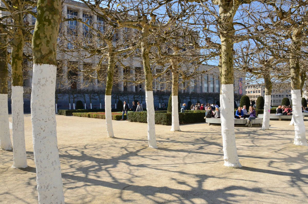 Allée d'arbres aux troncs blanchis