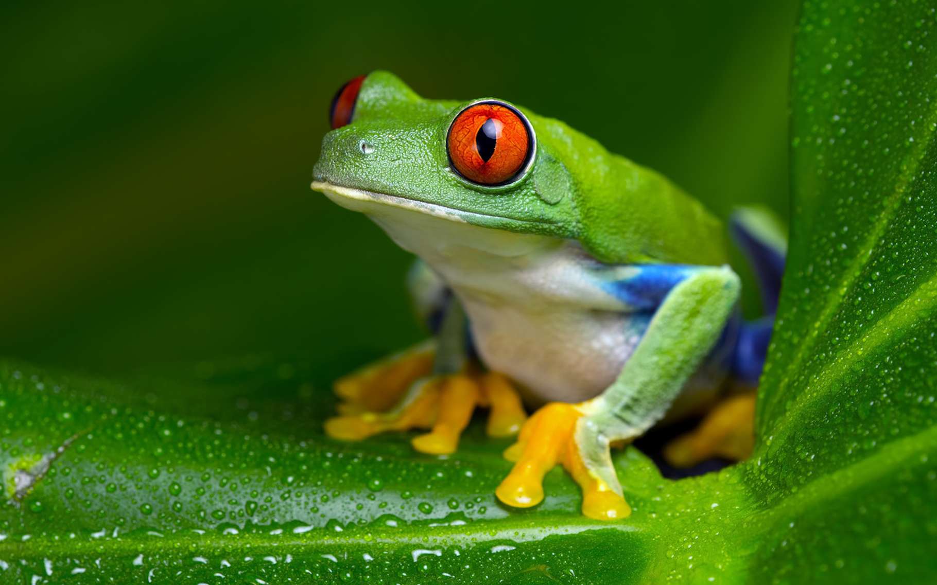 Grenouille arboricole fluorescente