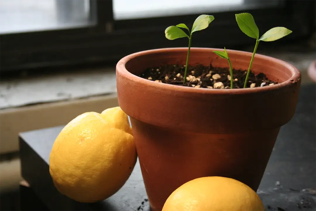 Processus de germination des pépins de citron