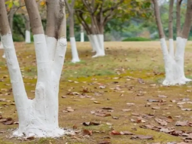 Tronc d'arbre protégé par un badigeon blanc