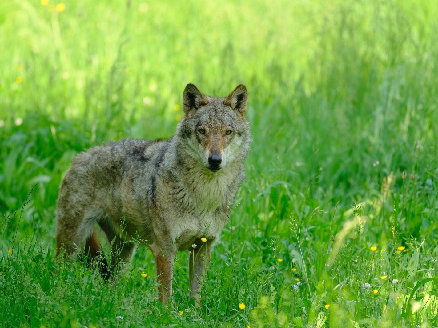 Loup observant à distance avec un regard intense