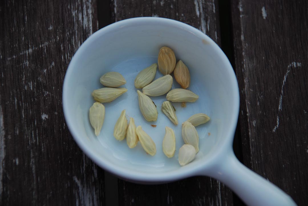 Préparation d'une infusion aux pépins de citron