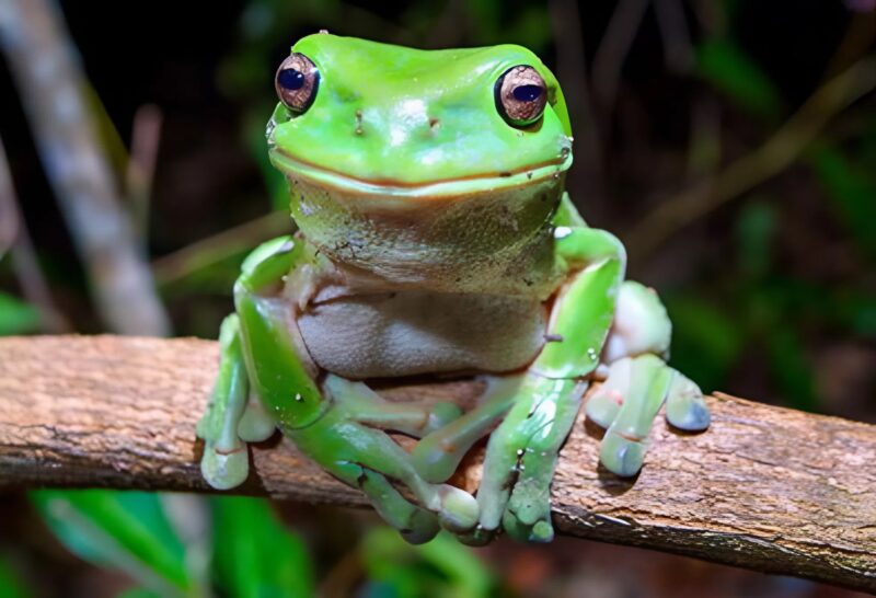 Grenouille laissant des empreintes