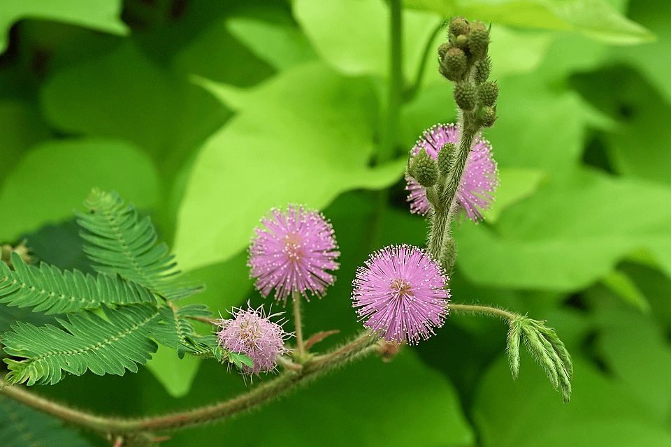 Mimosa pudica, plante sensitive aux feuilles délicates