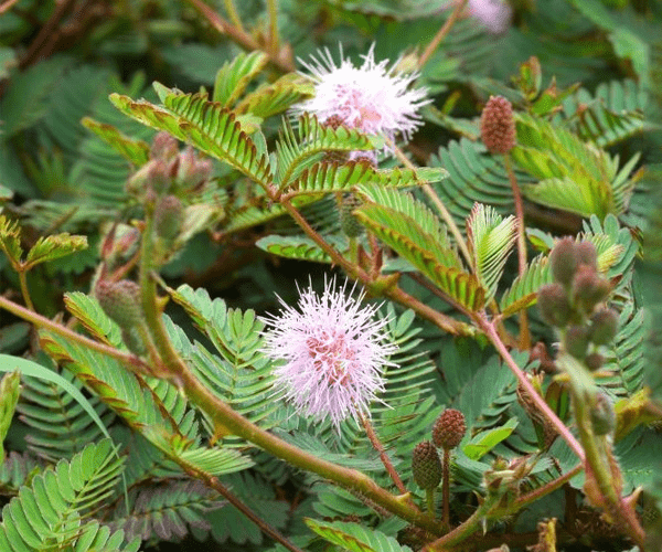 Représentation schématique de l'inflammation dans le corps