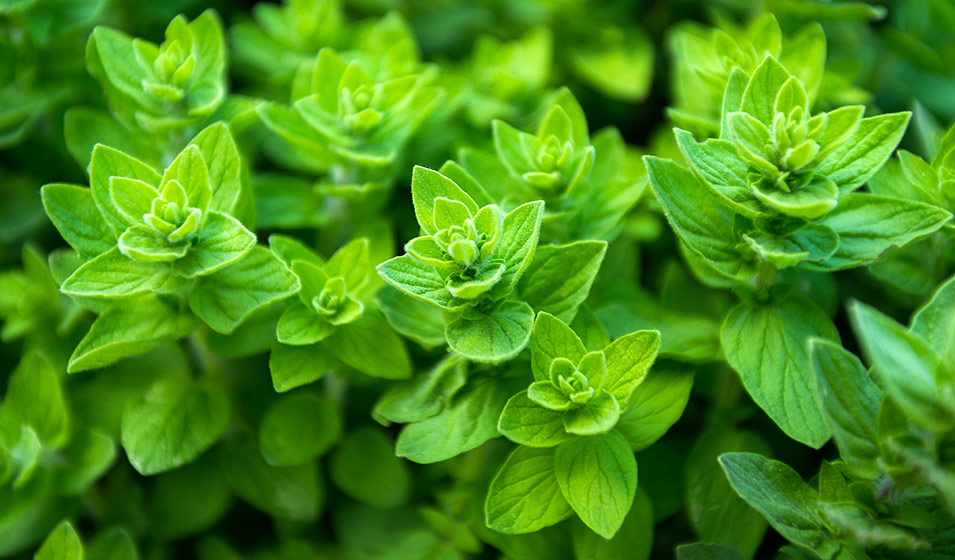 Branche d'origan frais