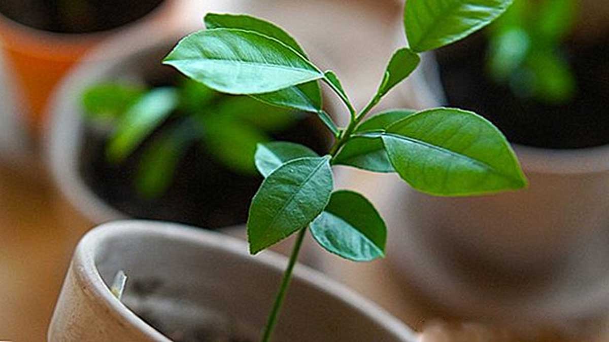 Citronnier cultivé dans une tasse décorative