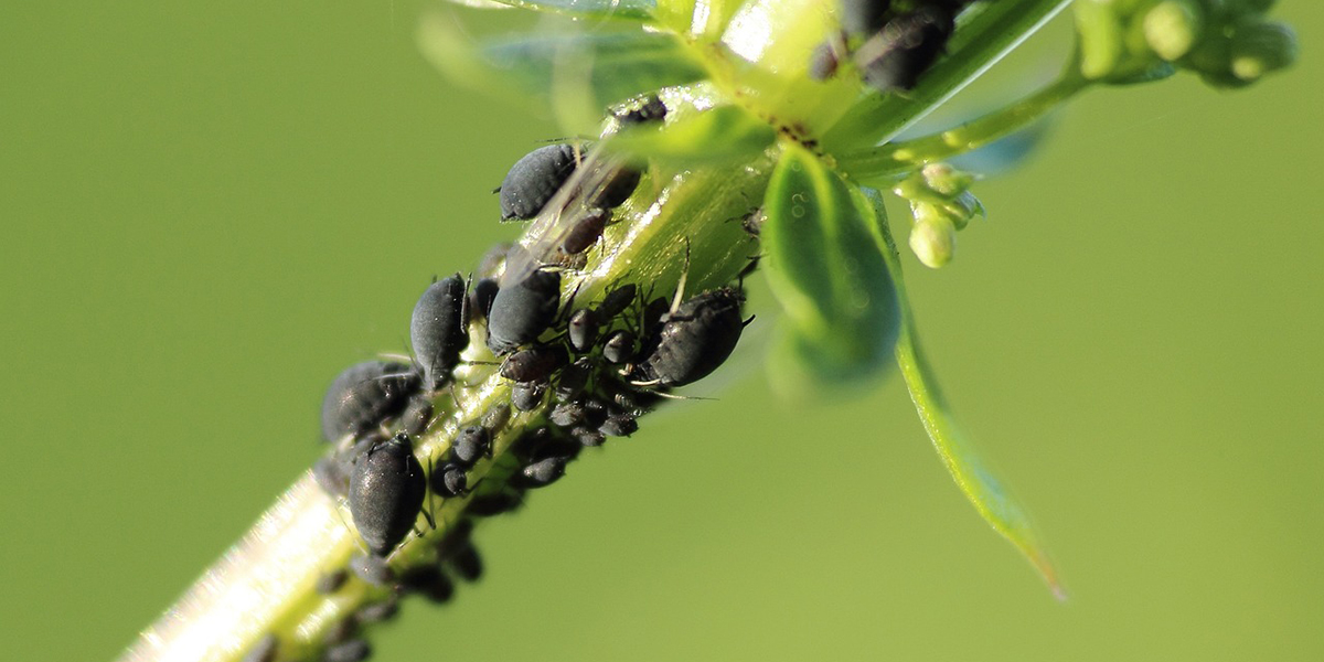 Préparation naturelle anti-pucerons