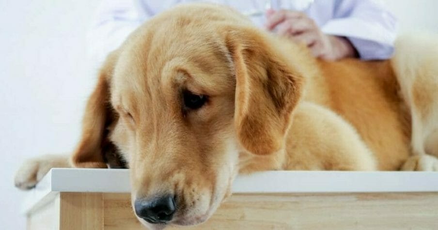 Chien âgé regardant avec tendresse son propriétaire
