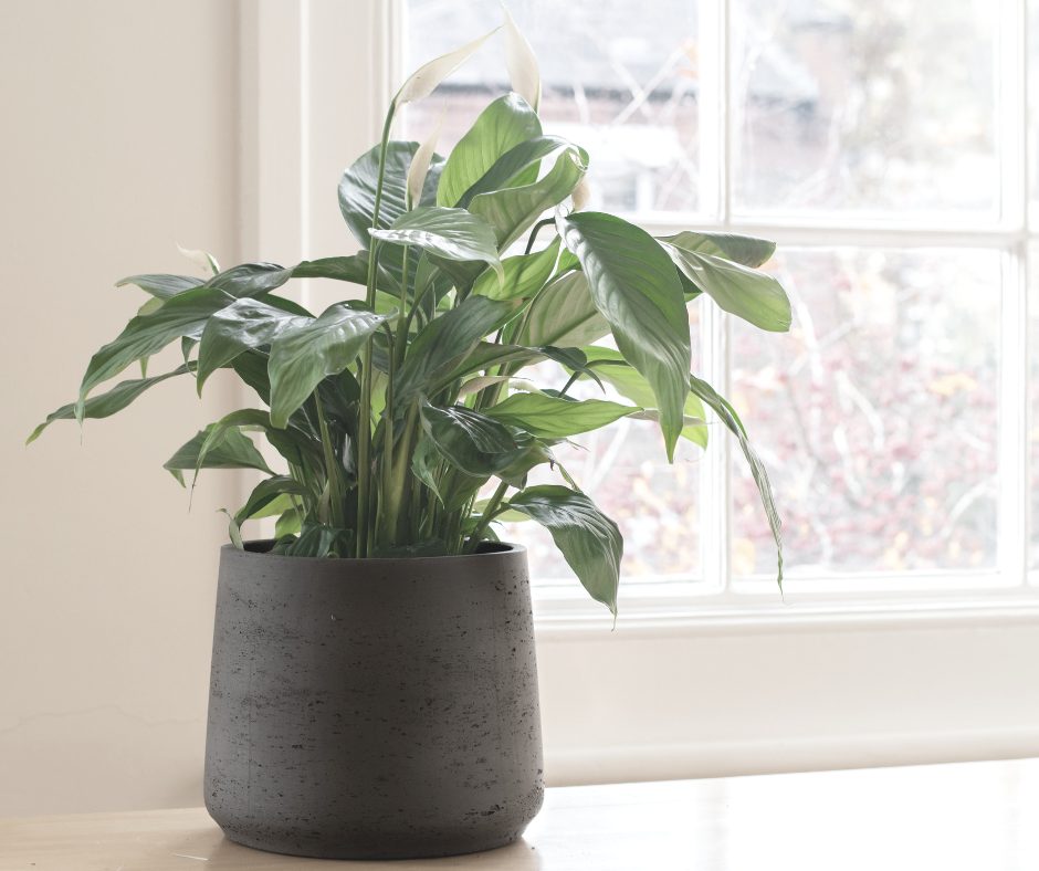 Erreurs d'entretien courantes sur un lis de la paix