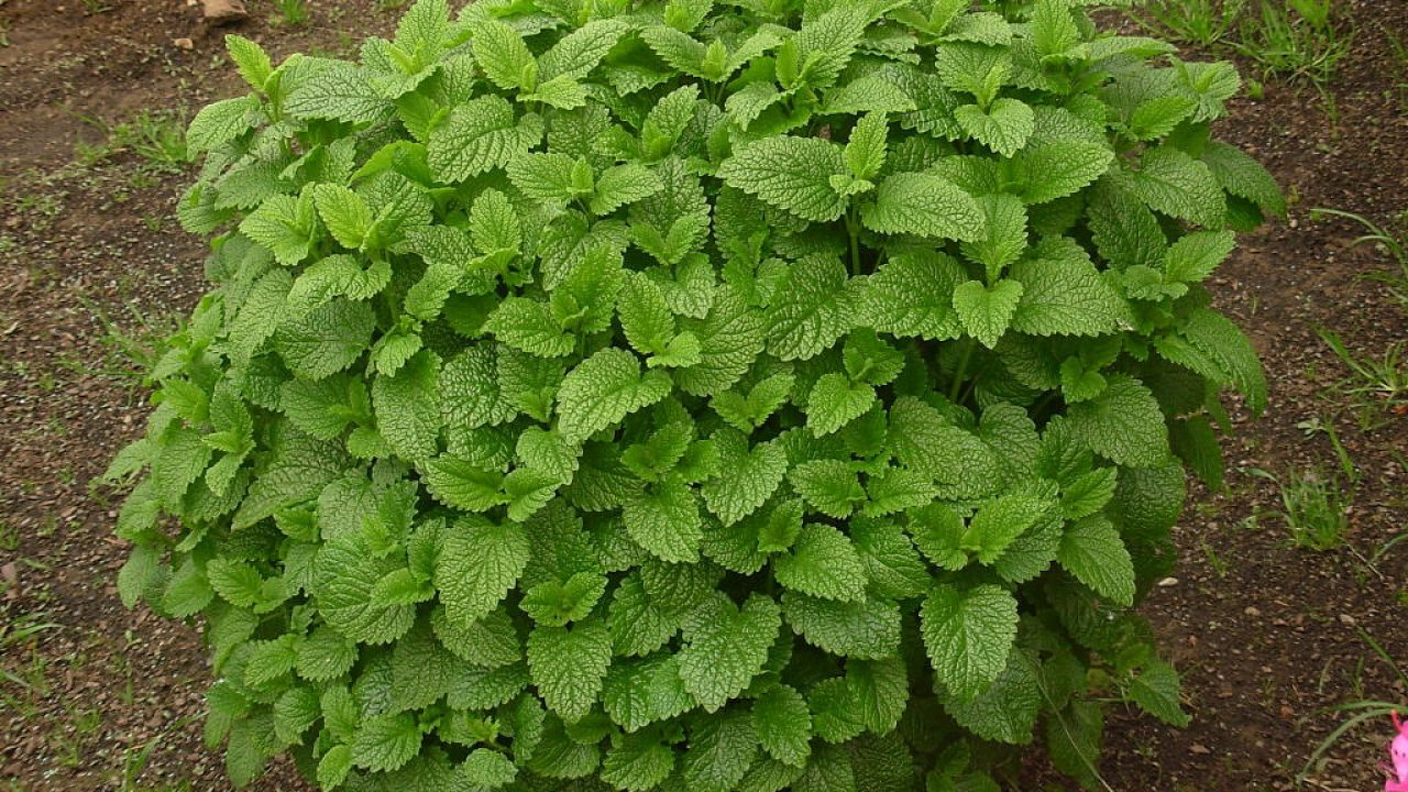 Feuilles vertes de marrube frais