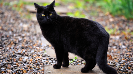 Illustration stylisée d'un chat noir entrant par une porte entrouverte