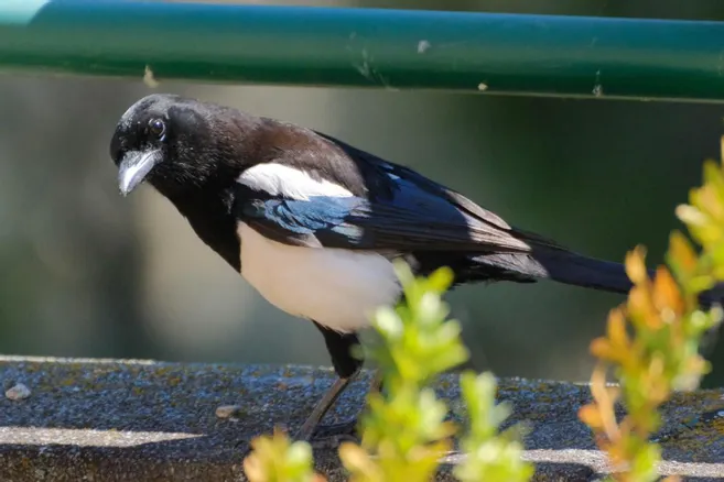 Pie regardant par une fenêtre ouverte vers l'intérieur d'une maison