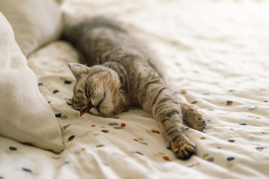 Chat alerte observant la pièce depuis le lit