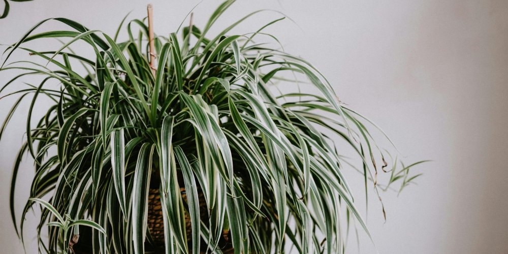 Détail du feuillage et des stolons du chlorophytum