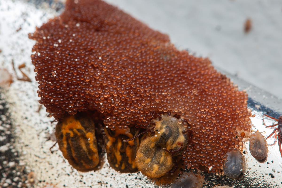 Œufs de tiques agglomérés sur une feuille