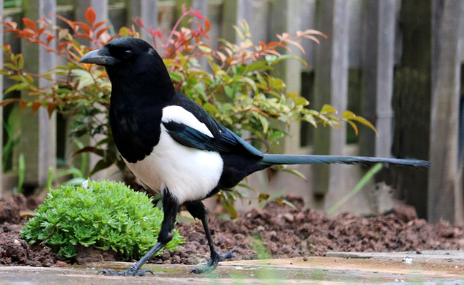 Pie au plumage noir et blanc posée sur une branche
