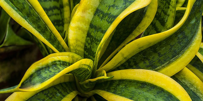 Sansevieria placée près d'une fenêtre avec une lumière douce
