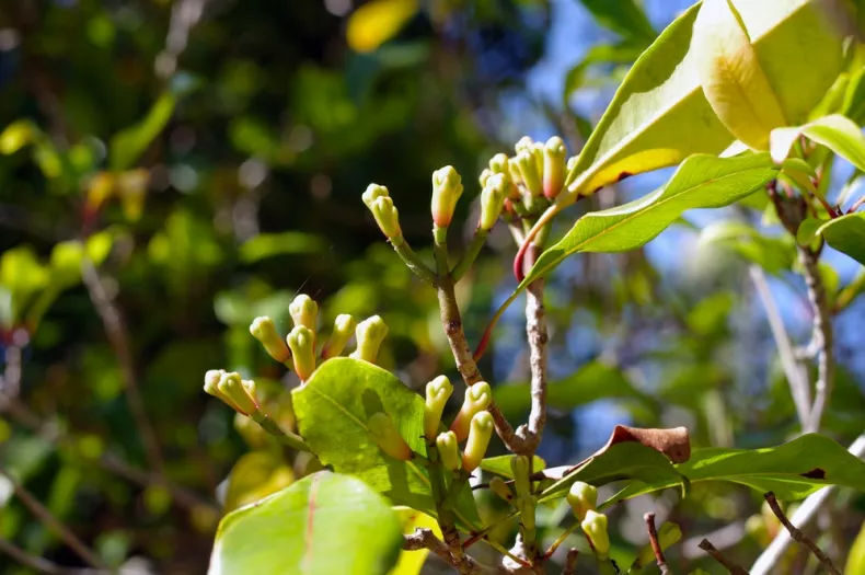 Giroflier mature en pot, feuillage dense et sain