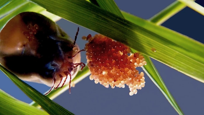 Gros plan sur un amas d'œufs de tiques de couleur claire