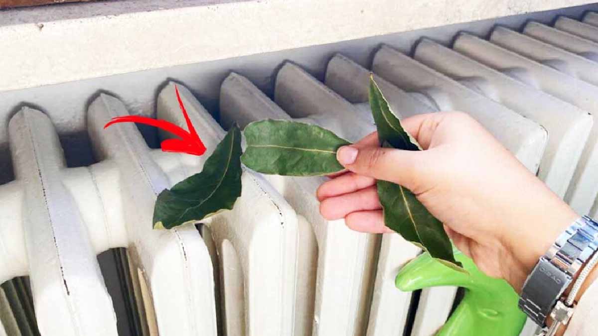 Feuilles de laurier séchées déposées sur un radiateur blanc en fonctionnement
