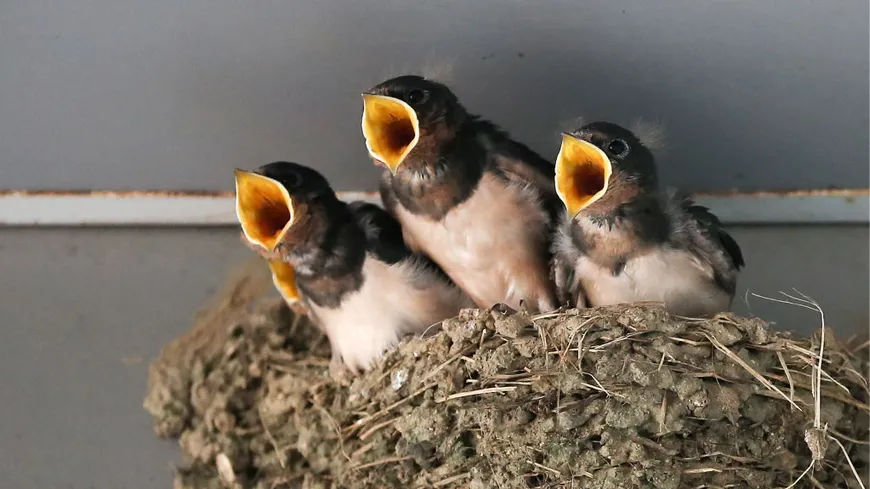 Hirondelle en train de capturer un insecte en vol