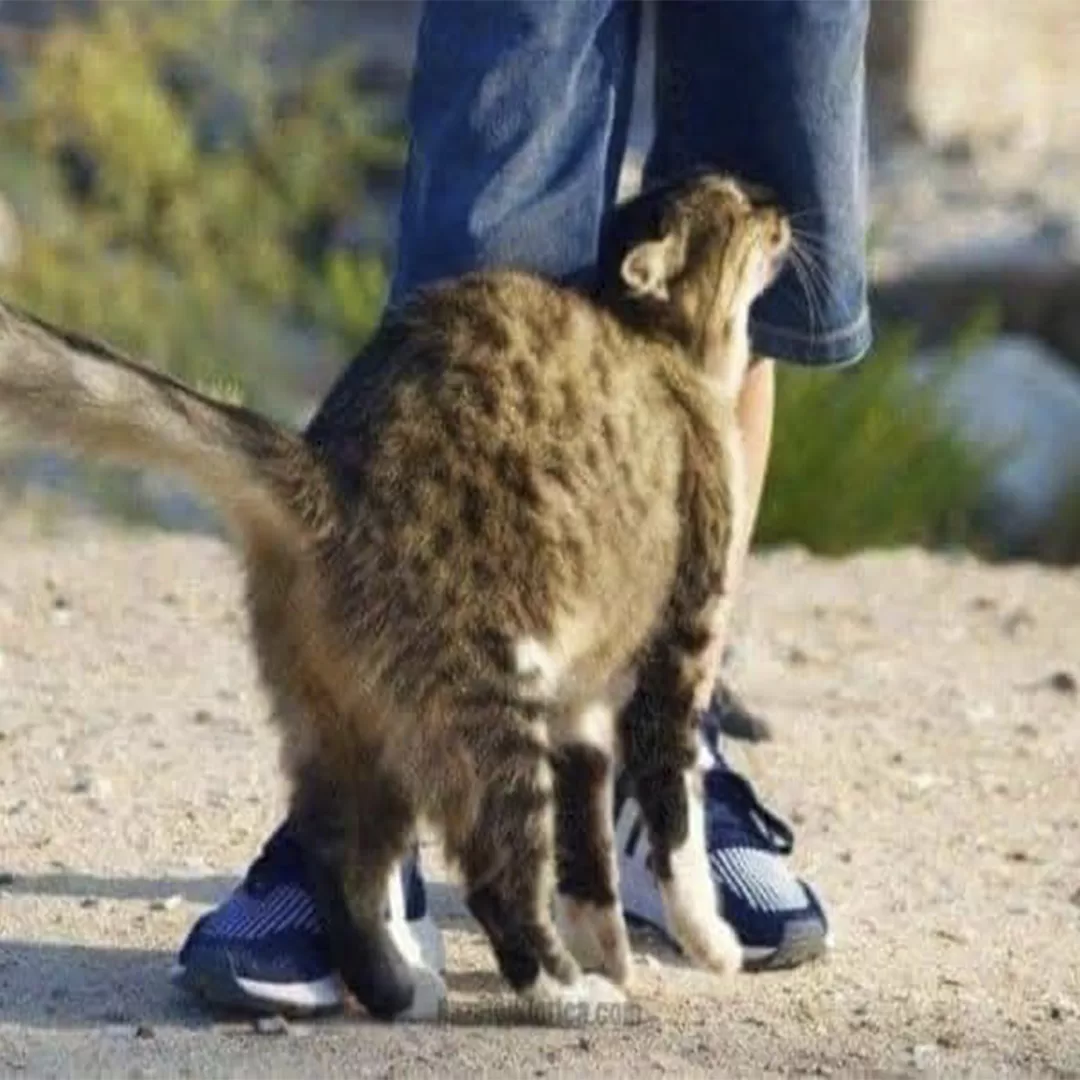Chat se frottant la tête contre la main de son humain